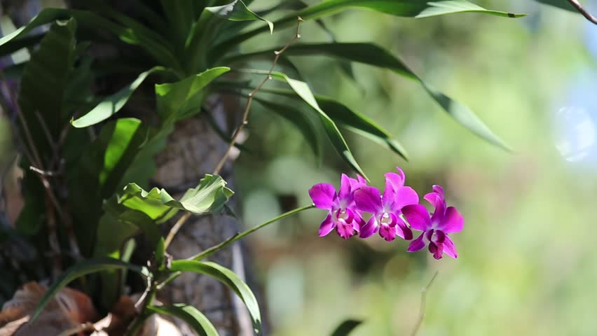 ảnh đẹp của hoa phong lan tím