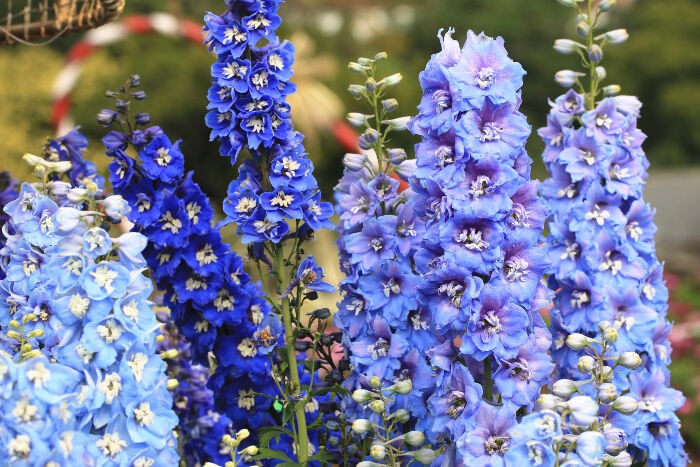 TOP 10+ loài hoa đẹp nhất thế giới, loài thứ 5 ở Việt Nam rất phổ biến