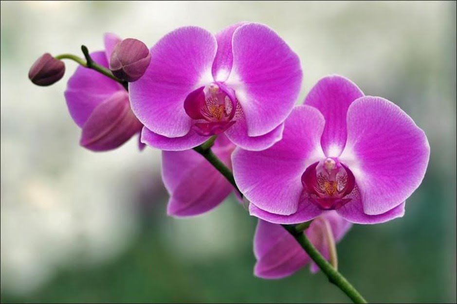 TOP 10+ loài hoa đẹp nhất thế giới, loài thứ 5 ở Việt Nam rất phổ biến