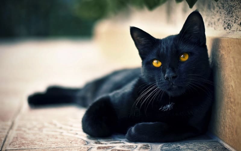 Mèo đen vào nhà là điềm gì