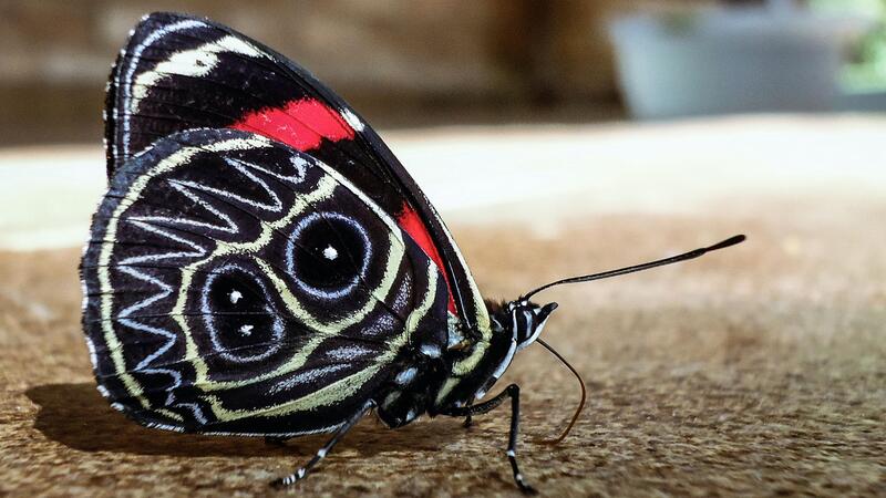 Ý nghĩa bướm đen bay vào nhà theo phong thủy